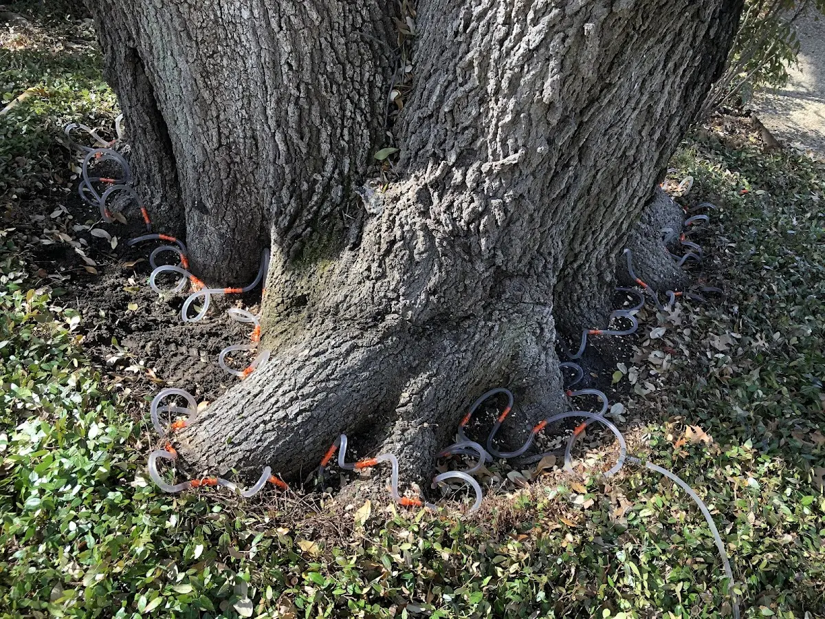 Detailed Tree Cabling and Bracing job site in Nanty Glo