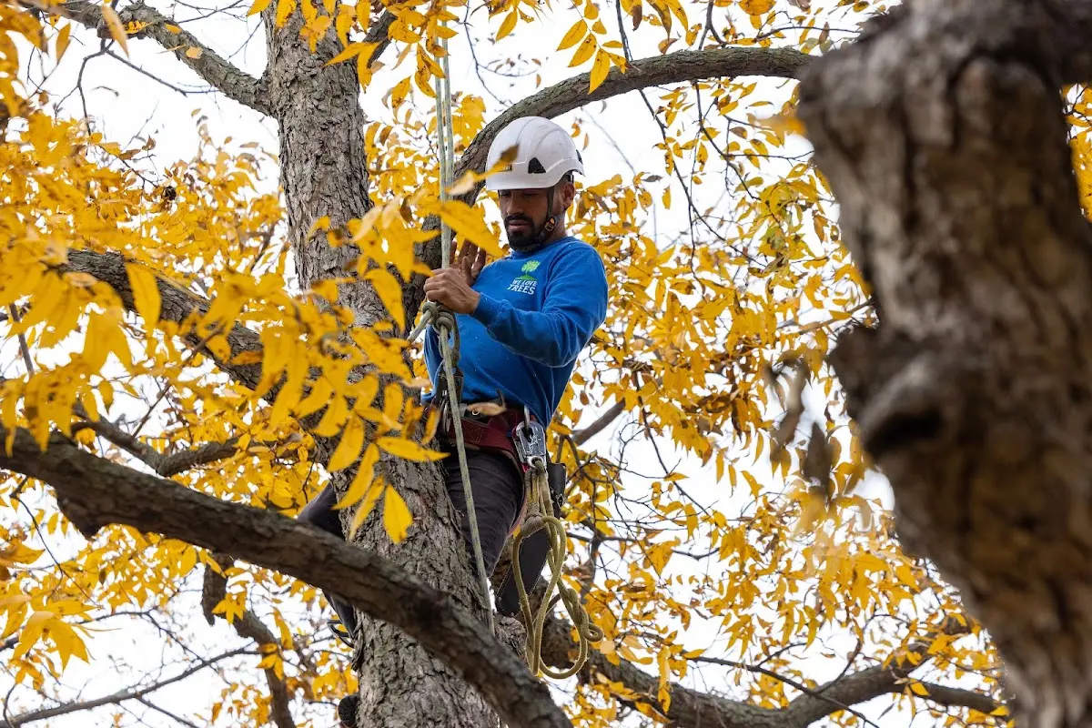 Skilled Tree Pruning crew working in Nanty Glo